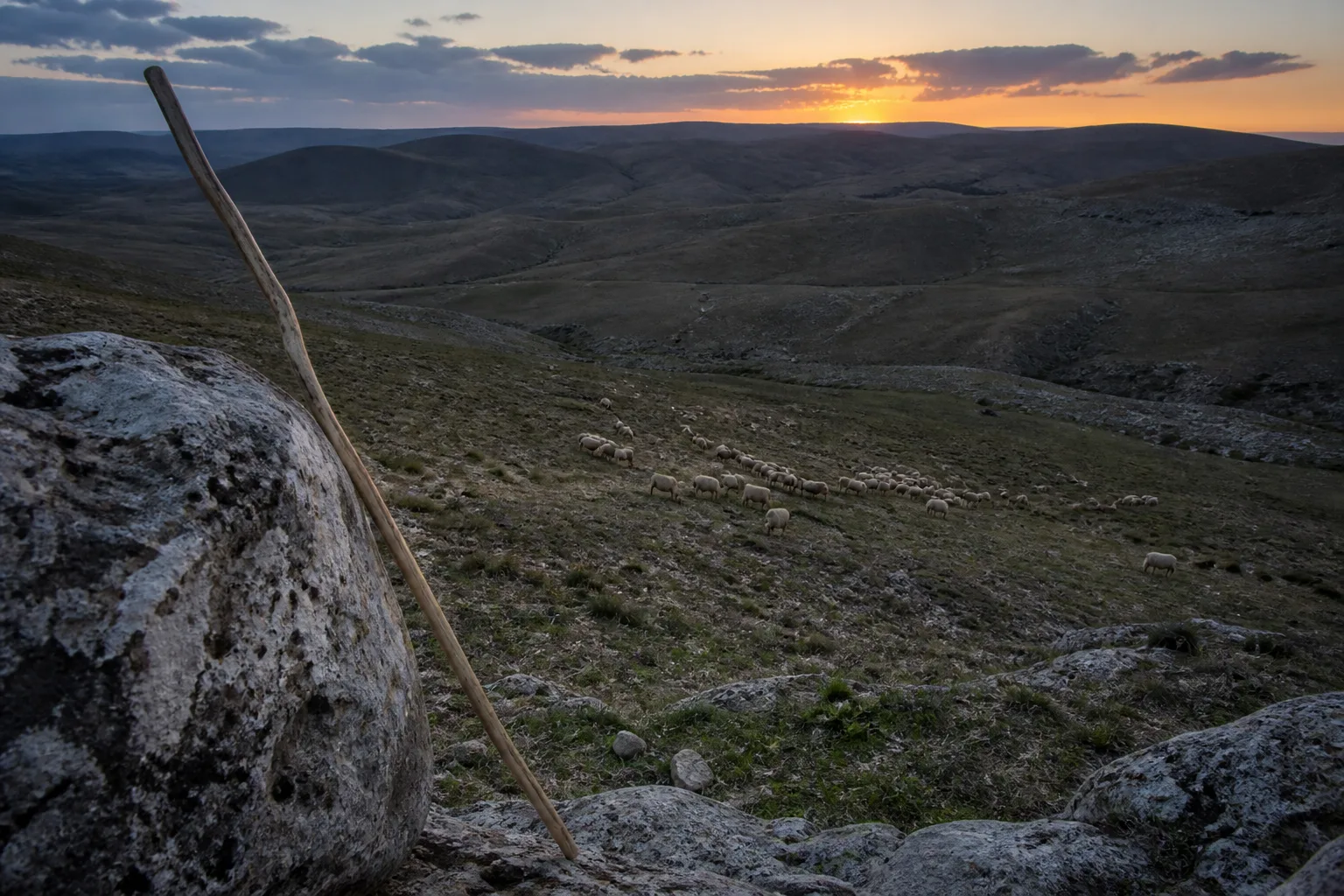 Wooden shepherd's staff leaning on a rock above a scattered flock in barren hills at sunset